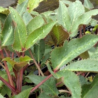 Helleborus lividus